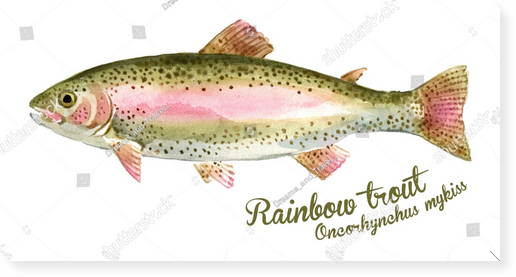 Rainbow trout fish whole watercolor illustration. Marine salmon food fish,  whole fresh saltwater fish, seafood, close-up, hand drawn watercolor drawing  illustration. - Southside Gallery